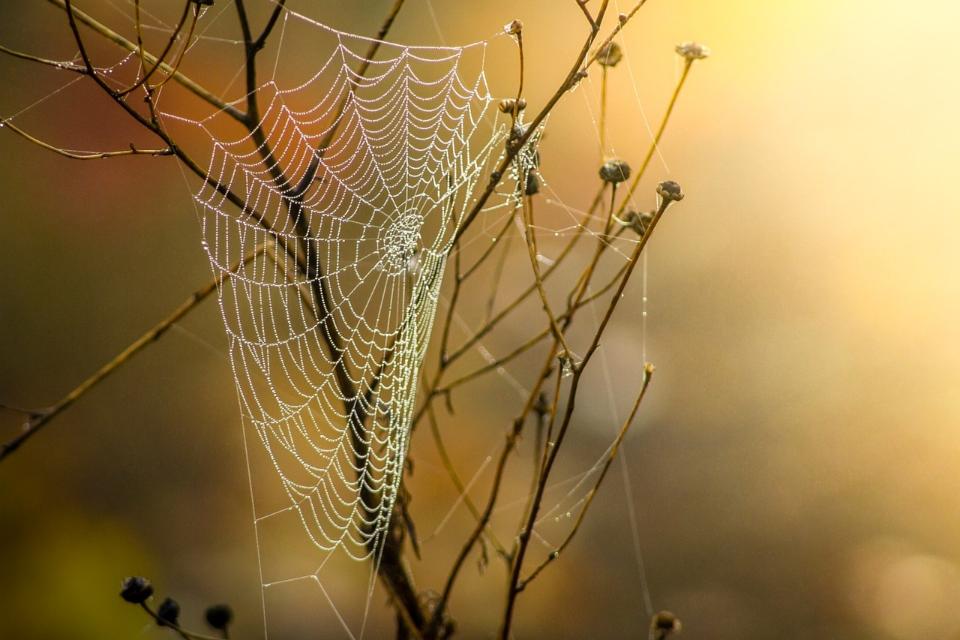 Ilustrační foto, ZDROJ: Pixabay.com