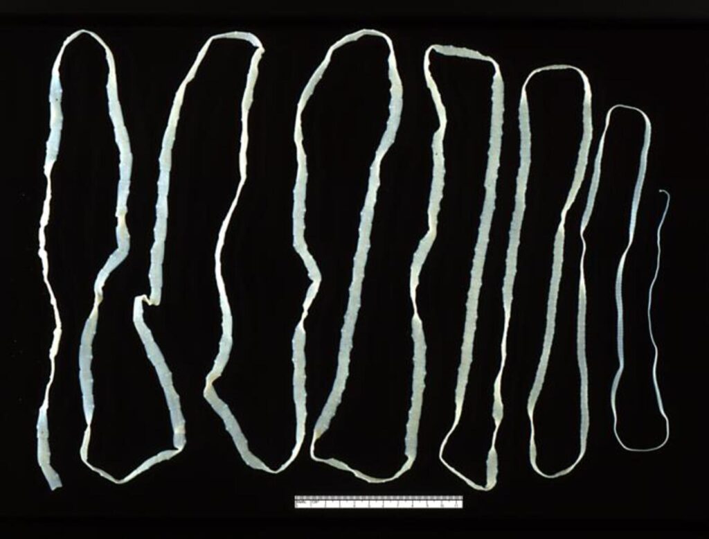 Tasemnice bezbranná, FOTO: <a href="https://commons.wikimedia.org/wiki/File:Taenia_saginata_adult_5260_lores.jpg">See page for author</a>, Public domain, via Wikimedia Commons