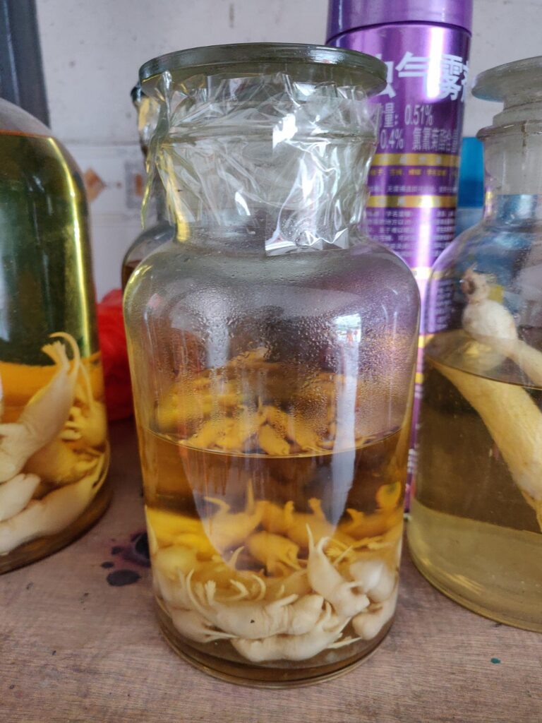 Výroba myšího vína, FOTO: <a href="https://commons.wikimedia.org/wiki/File:Baby_mice_wine_(%E8%80%81%E9%BC%A0%E5%B4%BD%E9%85%92)_-_1.jpg">Andriy Makukha (Amakuha)</a>, <a href="https://creativecommons.org/licenses/by-sa/4.0">CC BY-SA 4.0</a>, via Wikimedia Commons