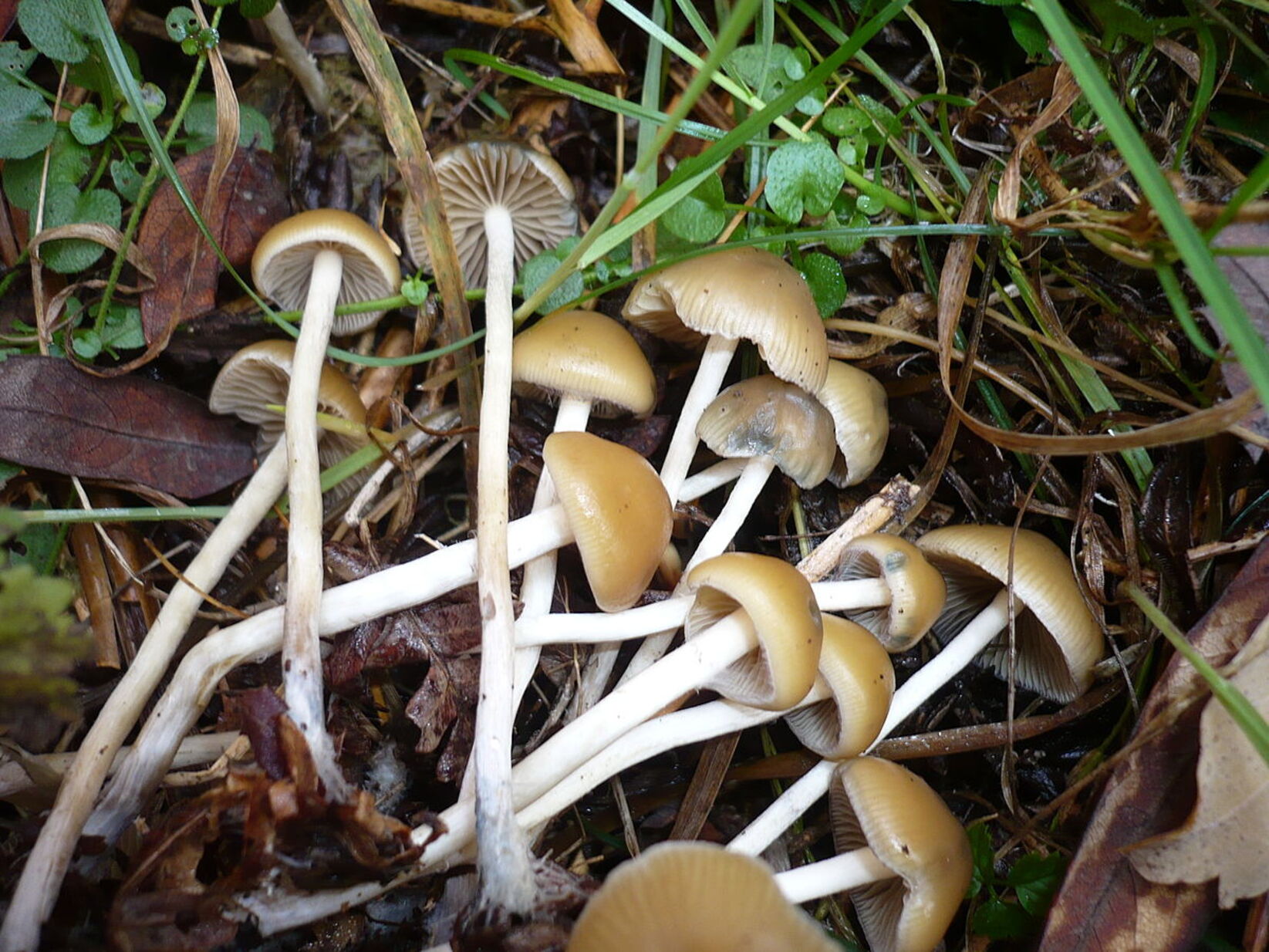 Lysohlávky - Psilocybe, FOTO: This image was created by user Gerhard Koller (Gerhard) at Mushroom Observer, a source for mycological images.You can contact this user here.English | español | français | italiano | македонски | മലയാളം | português | +/−, CC BY-SA 3.0, via Wikimedia Commons