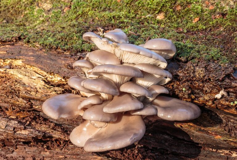 Hlíva ústřičná jako královna mezi houbami: Působí příznivě nejen na imunitu