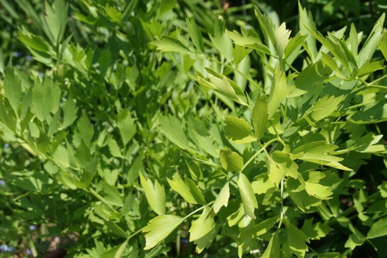 Na jaře nezapomeňte zasadit i libeček, jeho účinky jsou často opomíjené