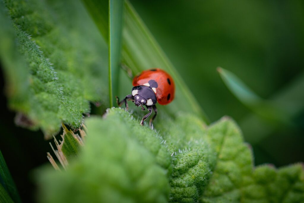 Ilustrační foto, ZDROJ: Pixabay.com