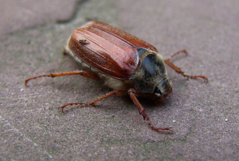 Chrousti: Jak poznat, že máte jejich larvy na zahradě a jak se proti nim bránit