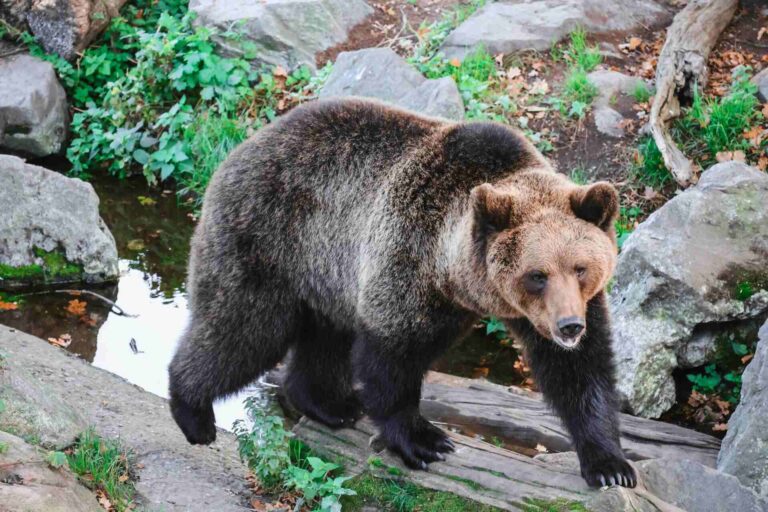 Co dělat, když potkáte v lese medvěda, vlka, rysa, nebo divočáka