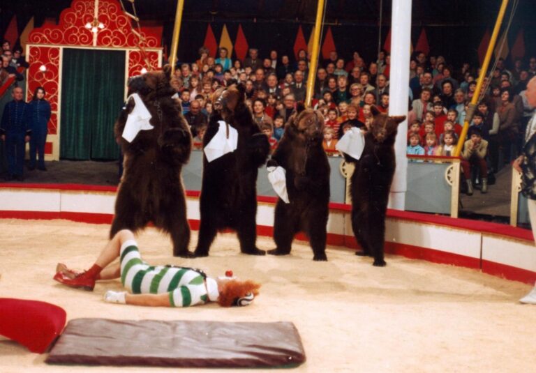 Šest medvědů s Cibulkou: Zdemolovaný kabinet, rozbité dveře a trojice šimpanzů s plenami