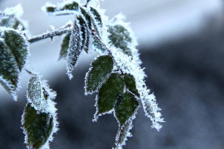 Ranní mrazíky a chladné dny. Víkendové počasí v Česku zaskočí zahrádkáře i výletníky