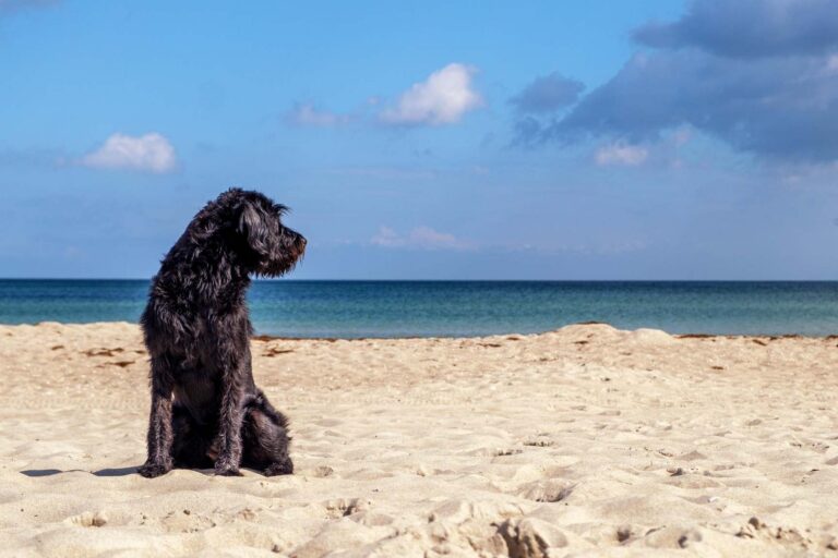 Se psem k moři: Před odjezdem návštěva veterináře a pozor na plemeno, se kterým do Chorvatska pojedete