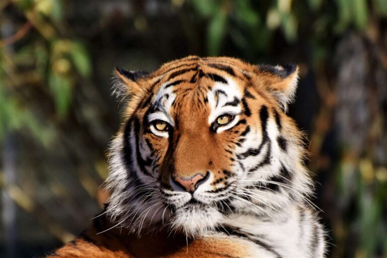 Místo utracení darujte. Dánská zoo chce přebytečné mazlíčky jako potravu, nabízí daňové úlevy