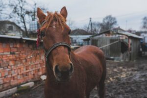 brown-horse-yard | ReadZone