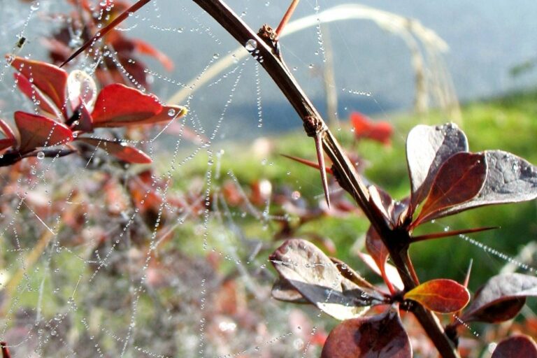 Říjnové pranostiky prozrazují, jaká bude letos zima. Sledujte listí, pavouky i vlaštovky