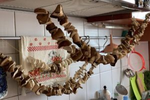 2048px-Fungi_of_Lublin_Voivodeship_in_August_2019_08 | ReadZone