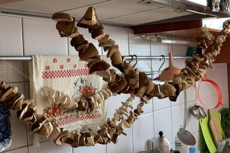 Sušení hub má svá pravidla, jinak letí do popelnice. Správná teplota, čistota a žádné babky