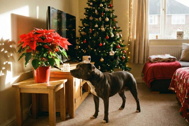Vánoční hvězda je krásná, ale jedovatá. Některé rostliny mohou být pro domácí mazlíčky i smrtelné