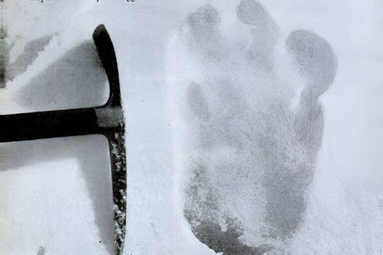 Yetti, Čupakabra i děsivý Olgoj Chorchoj. Nepolapitelní tvorové mají jasné vysvětlení, ve skutečnosti je známe