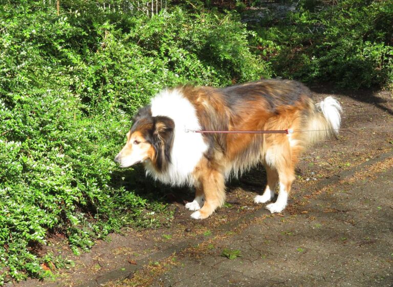 Japonec utratil skoro 400 tisíc, aby se stal kolií. Nechává se venčit a rodině raději lže