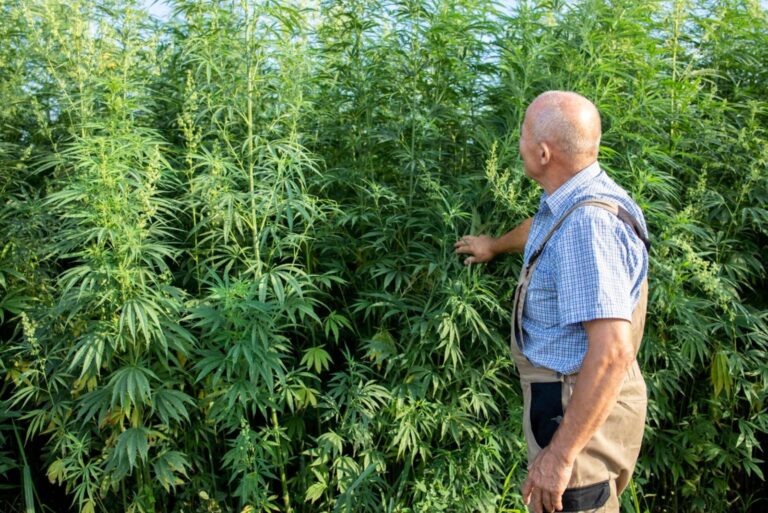 Od ledna lze legálně pěstovat tři kytky konopí, ale o jointa se s manželkou nepodělíte. Hrozí za to vězení